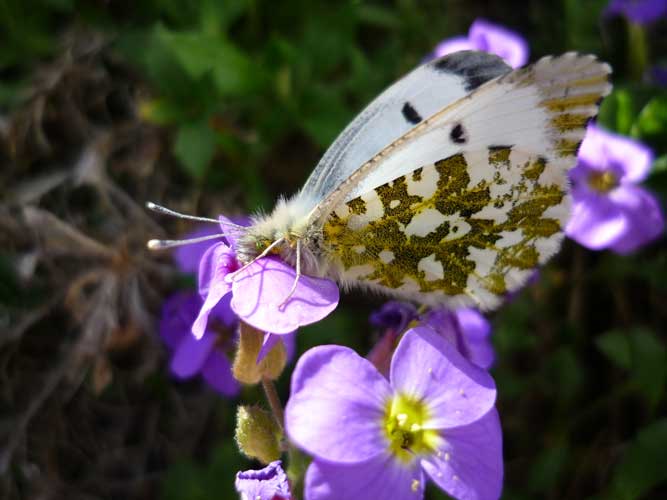 Butterfly Is Looking At You!