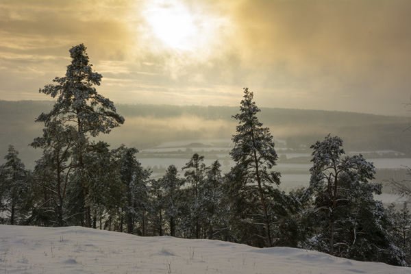 A Misty Winter Day