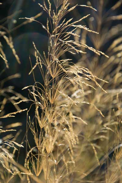 Grass As Fireworks...