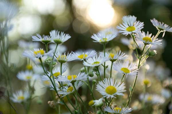 Twinkling Flowers