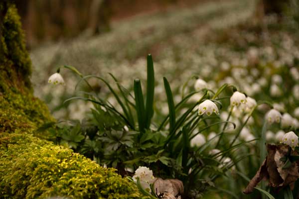 Snowdrops Everywhere