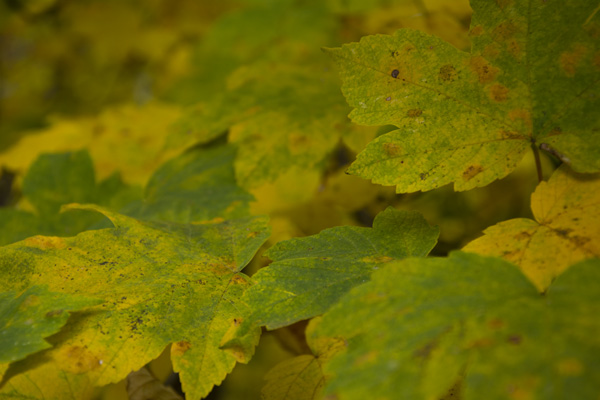 Leaves Leaves Leaves