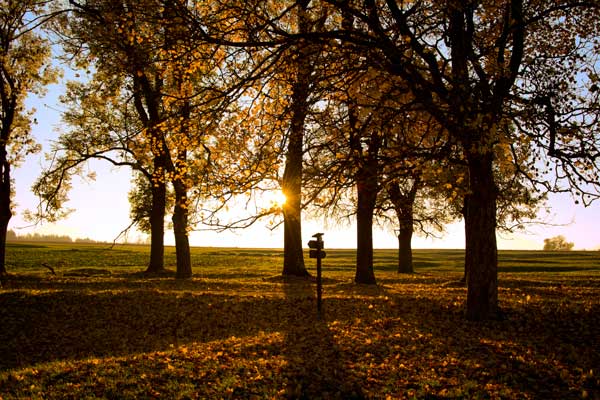 A Friendly Autumn Sun