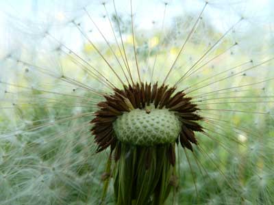 Perspective Through A Lion's Tooth