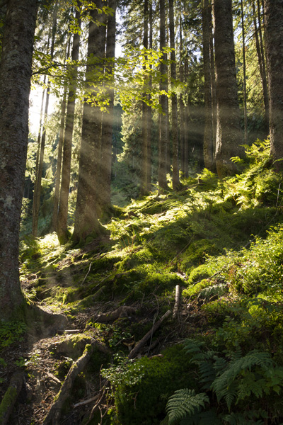 Enchanted Forest