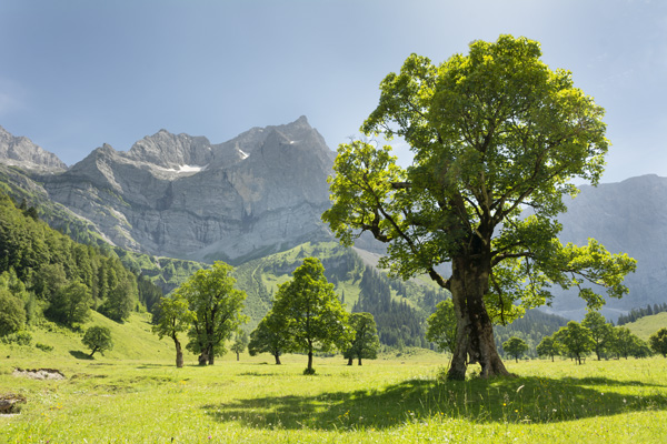 Maples In The Mountains