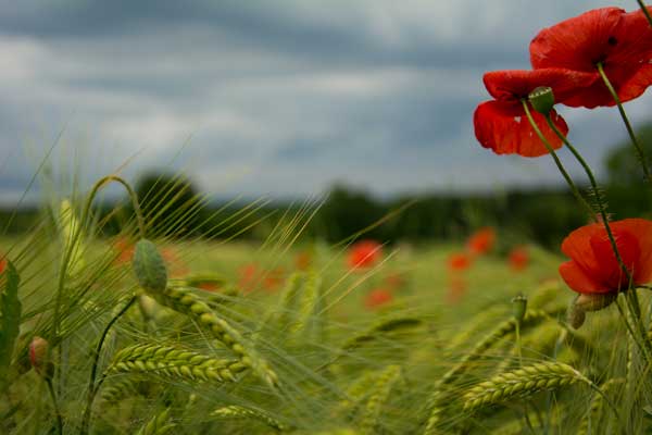 Nature In Red, Green, Gray