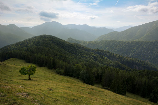 The Lonely Tree