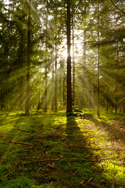 Forest Lights