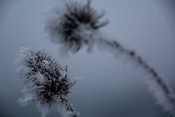 Winter Thistle In Gray