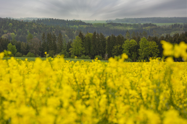 Rainy Spring Day