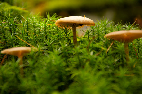 Mushroom Landscape