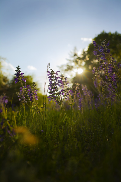 Against The Light