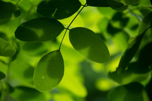 In the leaves' shades...