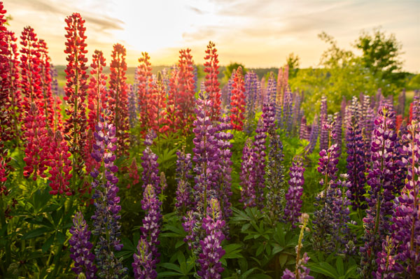 Lupine Colors