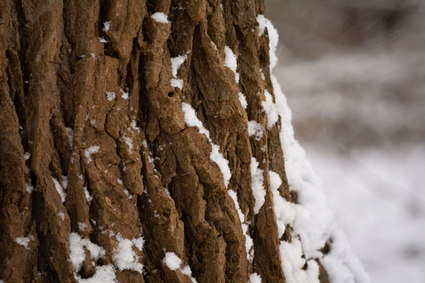 Snowy Tree